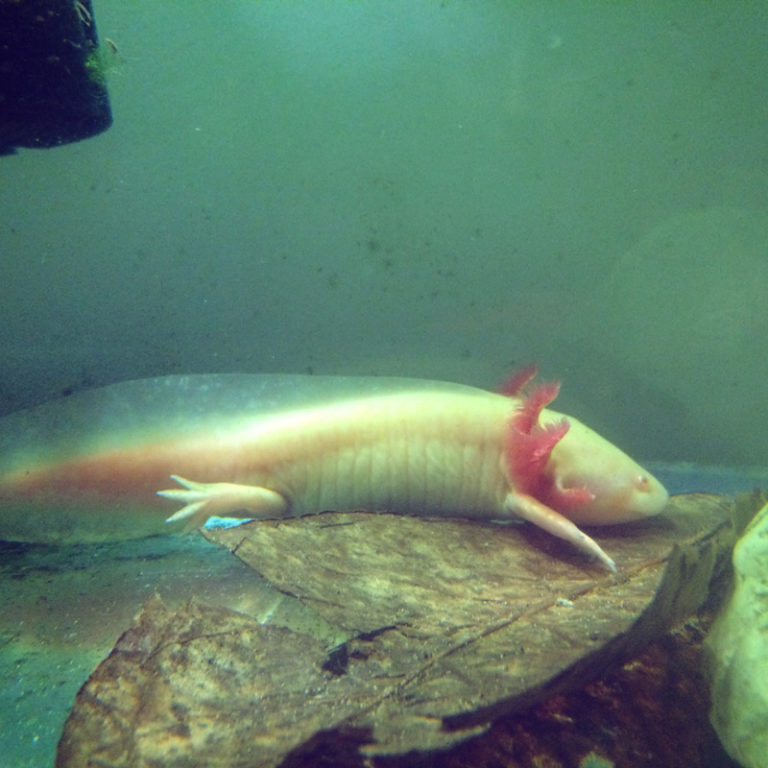 Water Critters Canadian Axolotl Breeder