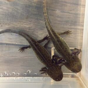 Axolotl Genetics, Part 1: Color Pigments – Water Critters