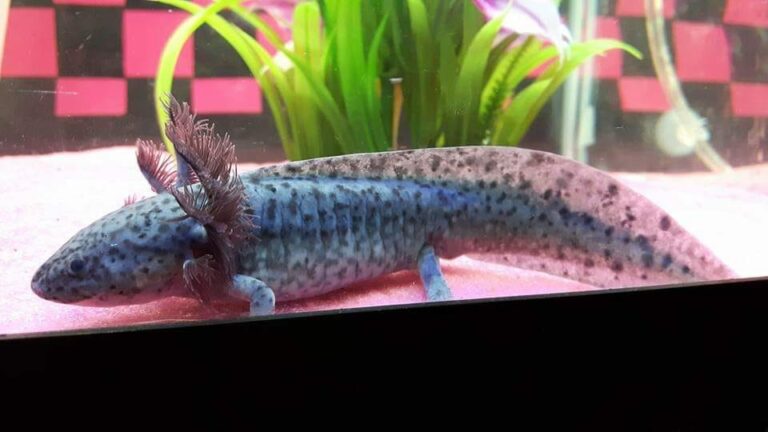 Axolotl Genetics, Part 3: Melanism And Axanthicism – Water Critters