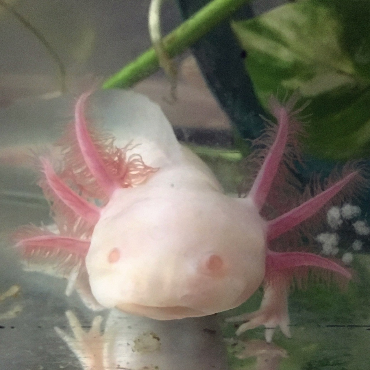 Water Critters Canadian Axolotl Breeder